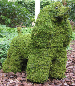 Topiary Dog Cocker Spaniel