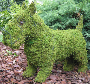 Topiary Dog Scottie