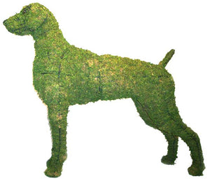 Topiary Dog Weimaraner