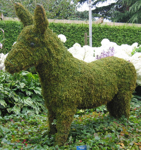 Topiary Donkey