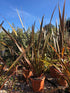 Phormium tenax 'Purpureum' / Lin de Nouvelle-Zélande : Pot de 10L : 80-100cm de Haut (hors pot)