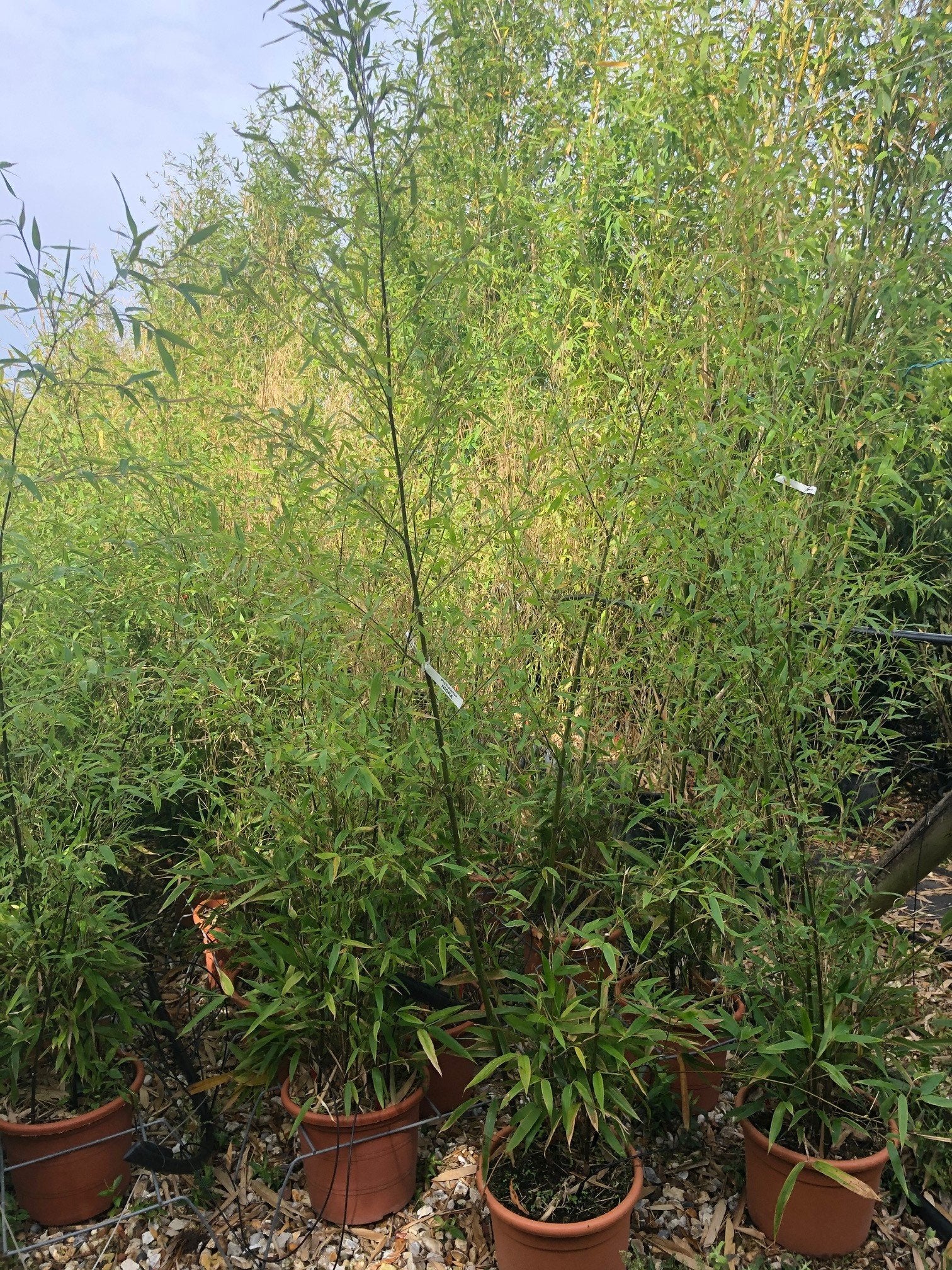 black bamboo house plant Phyllostachys nigra / Black Bamboo : 12L Pot : 150-175cm High (exc pot – Top Topiary