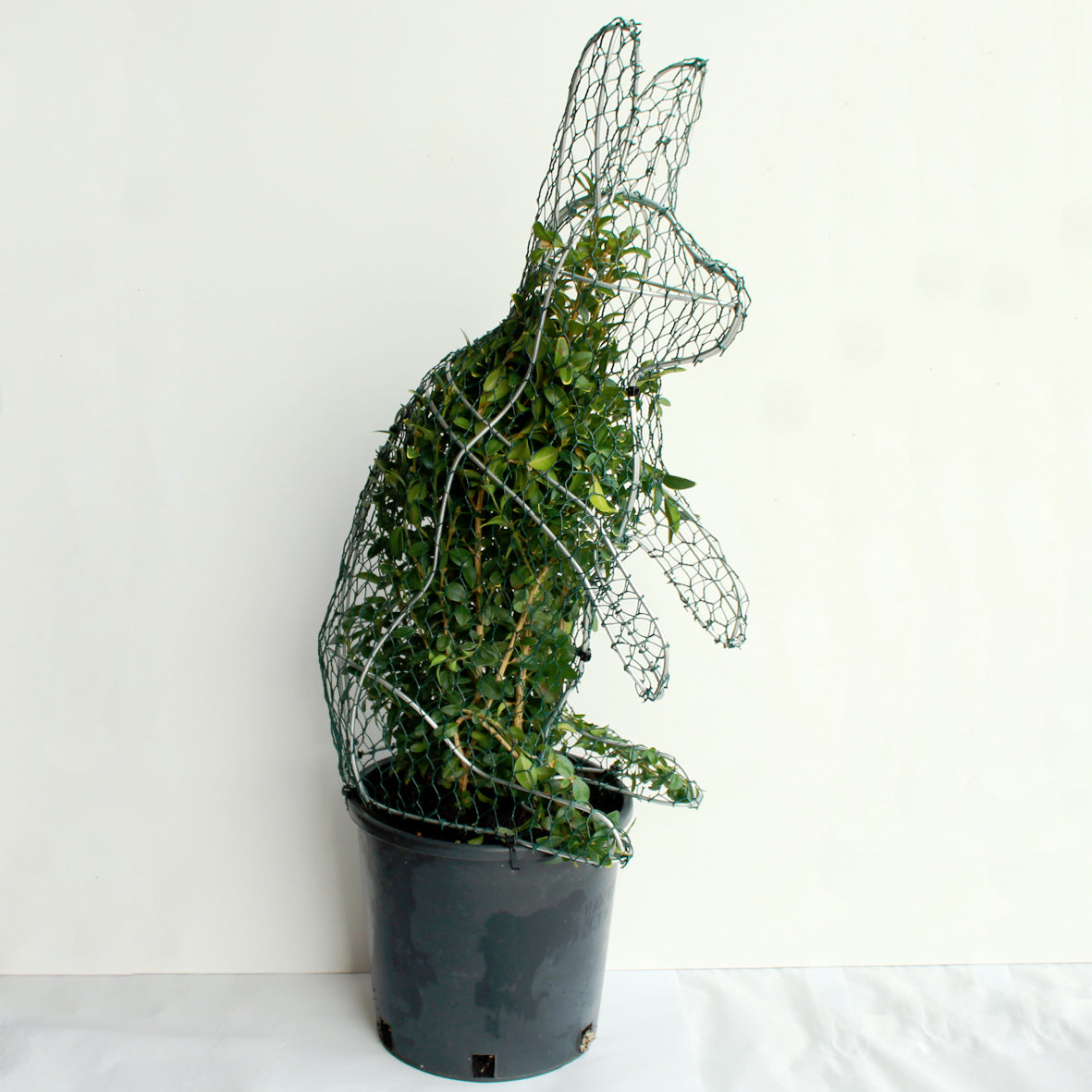 Rabbit Frame - Large - 50cm High – Top Topiary