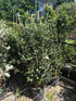 Feijoa sellowiana / Pineapple Guava : 10L Pot : 100-110cm High (exc pot)
