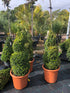 Buxus sempervirens / Box Spiral : 12L Pot : 80-90cm High (exc pot)