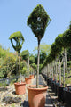 Nesting Box / Topiary Nesting Box Ligustrum : 18L : 135cm High (exc pot)
