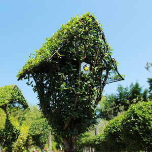 Nesting Box / Topiary Nesting Box Ligustrum : 18L : 150cm High (exc pot)