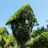 Nesting Box / Topiary Nesting Box Ligustrum : 18L : 135cm High (exc pot)