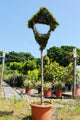 Bird Feeder / Topiary Bird Feeder Ligustrum : 18L : 140cm High (exc pot)