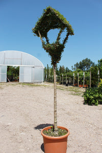 Bird Feeder / Topiary Bird Feeder Ligustrum : 18L : 140cm High (exc pot)