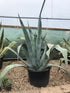 Agave americana / Century Plant : Pot de 130L : 80-100cm de haut (hors pot)