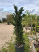 Taxus baccata / Yew : 20L Pot : 125-150cm High (exc pot)