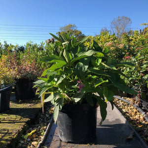 Hydrangea arborescens Annabelle : 5L Pot : 50-60cm High (exc pot)