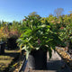 Hydrangea arborescens Annabelle : 5L Pot : 50-60cm High (exc pot)