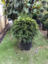 Taxus baccata / If Boule : Pot de 30L : 45cm de Haut (hors pot)