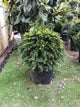 Taxus baccata / Yew Ball : 30L Pot : 45cm High (exc pot)