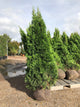 Thuja occidentalis 'Smaragd' / White Cedar 'Smaragd' : R/Ball Pot : 125-150cm High (exc pot)