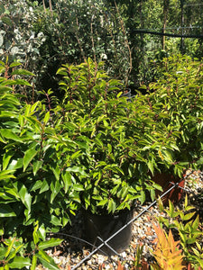 Prunus lusitanica Angustifolia / Portuguese Laurel Ball : 10L Pot : 30cm High (exc pot)