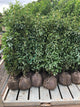 Prunus lusitanica Angustifolia / Portuguese Laurel : R/Ball Pot : 100-125cm High (exc pot)