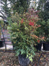 Nandina domestica / Heavenly Bamboo : Pot de 50L : 150cm de haut (hors pot)