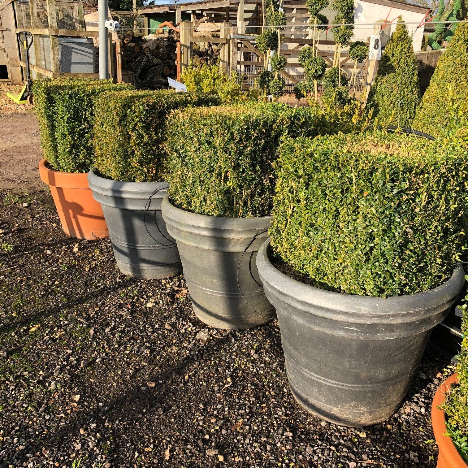 50l pot plant Buxus sempervirens / Box Cube : 50L Pot : 50cm High (exc pot) – Top Topiary