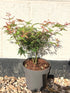 Acer palmatum 'Little Princess' / Érable du Japon : Pot de 3L : 40-50cm de haut (hors pot)