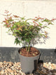 Acer palmatum Little Princess : 3L Pot : 40-50cm High (exc pot)