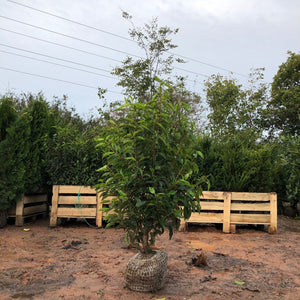 Prunus lusitanica Angustifolia / Portuguese Laurel : R/Ball Pot : 80-100cm High (exc pot)