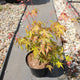 Acer palmatum 'Katsura' / Japanese Maple : 3L Pot : 30-40cm High (exc pot)