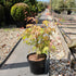 Acer palmatum 'Katsura' / Erable du Japon : Pot de 3L : 30-40cm de Haut (hors pot)