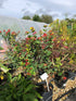 Hypericum : 5L Pot : 50-60cm High (exc pot)