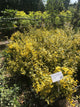 Euonymus x fortunei Emerald n' Gold / Spindle Bush Emerald n' Gold : 10L Pot : 30-40cm High (exc pot)