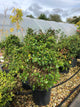 Viburnum tinus 'Eve Price' / Laurustinus : 20L Pot : 60-80cm High (exc pot)