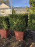 Buxus sempervirens / Box Cube : 30L Pot : 40cm High (exc pot)