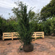 Taxus baccata / Yew : R/Ball Pot : 125-150cm High (exc pot)