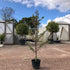 Ilex aquifolium 'Handsworth New Silver'  / Holly : 10L Pot : 150-160cm High (exc pot)