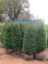 Taxus baccata / If : R/Ball Pot : 150-175cm Haut (hors pot)