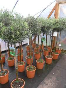 Olea europaea / Olive Standard : 12L : 120-130cm High (exc pot)