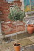 Olea europaea / Olive Standard : 12L : 120-130cm High (exc pot)