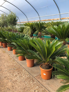 Cycas revoluta / Japanese Sago palm : 12L Pot : 90-100cm High (exc pot)