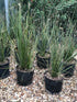 Dasylirion serratifolium / Sandpaper Sotol : 2.5L Pot : 40cm High (exc pot)