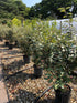 Elaeagnus x ebbingei / Ebbinge's Silverberry : 9L Pot : 60-80cm High (exc pot)