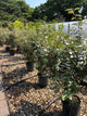 Elaeagnus x ebbingei / Ebbinge's Silverberry : 7L Pot : 100-120cm High (exc pot)