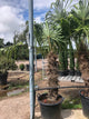 Trachycarpus fortunei / Chusan Palm : 160-180cm High (exc pot)