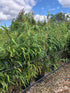 Pseudosasa japonica / Arrow Bamboo : Pot de 12L : 125-150cm de haut (hors pot)