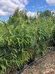 Pseudosasa japonica / Arrow Bamboo : 12L Pot : 125-150cm High (exc pot)