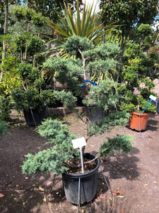 Juniperus x pfitzeriana 'Glauca' / Juniperus Cloud Tree : 20L Pot : 120cm High (exc pot)