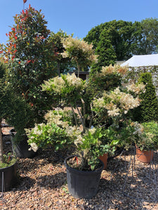 Ligustrum japonicum 'Texanum' / Wax-Leaf Privet Cloud Tree : 45L Pot : 150-155cm High (exc pot)