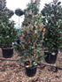 Magnolia grandiflora / Bull Bay Bush : Pot de 35L : 160-170cm de haut (hors pot)