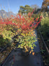 Nandina domestica / Heavenly Bamboo : Pot de 3L : 40-60cm de haut (hors pot)